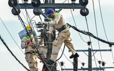 قرد يتسبب بانقطاع الكهرباء في مختلف أنحاء سريلانكا