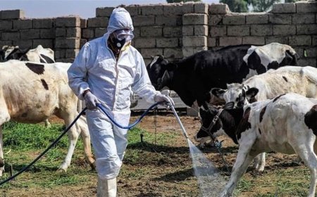 العراق يتخذ اجراءات احترازية للحد من "الحمى القلاعية