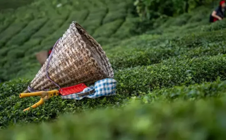 ÇAYKUR’dan üçüncü sürgün yaş ay alımları hakkında açıklama