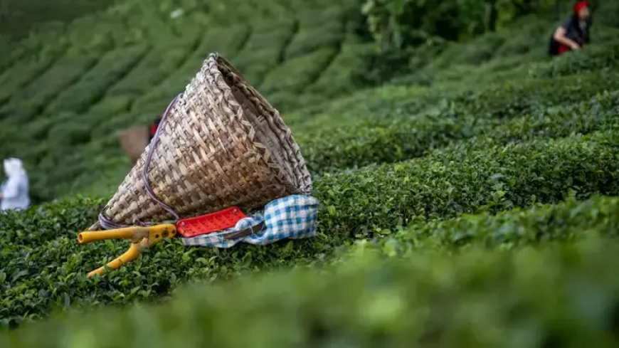 ÇAYKUR’dan üçüncü sürgün yaş ay alımları hakkında açıklama