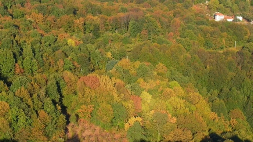 Zonguldak ormanları sonbaharın renk cümbüşüyle kartpostallık manzaralar sunuyor