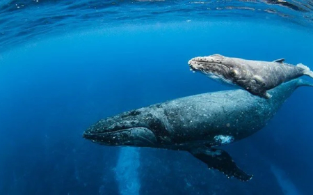 Uzun yaşamın anahtarı balinada:  İnsan ömrünü uzatmanın sırrı çözüldü