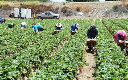 ترامب يعلن دعم المزارعين المتضررين من الرسوم الجمركية بـ 12 مليار دولار