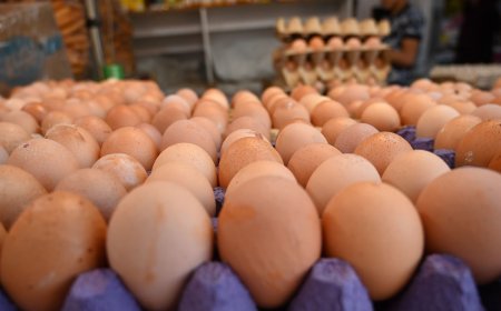 Kürdistan Bölgesi’nde yumurta üretimi rekor kırdı: Bağdat’a günlük 4,6 milyon sevkiyat