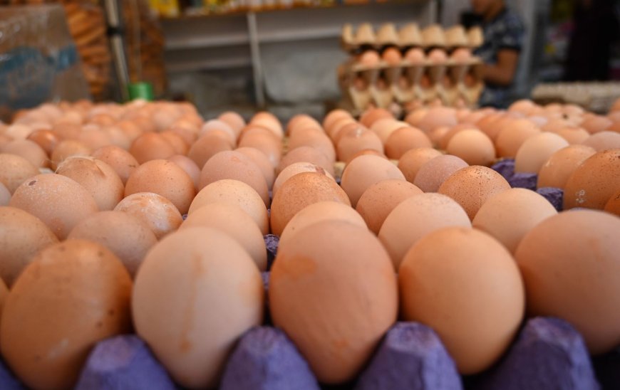 Kürdistan Bölgesi’nde yumurta üretimi rekor kırdı: Bağdat’a günlük 4,6 milyon sevkiyat