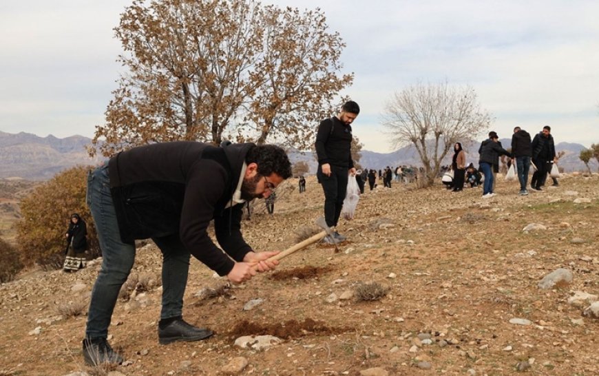 Yüzlerce kişi Cudi Dağı eteklerine meşe palamudu ekti
