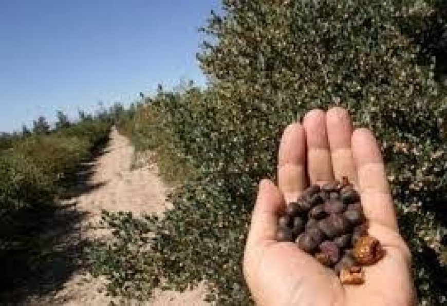الذهب الأخضر في صحراء مصر.. الجوجوبا محصول يفتح آفاقًا اقتصادية جديدة