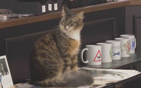 İstanbul’da kedilere adanmış bir mekan: Galata’nın 'Kedi Müzesi' turistlerin gözdesi