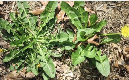 الهندباء تحت المجهر... مركَّبات طبيعية تكبح الالتهاب المزمن