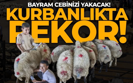 2026 kurbanlık fiyatları belli oldu!