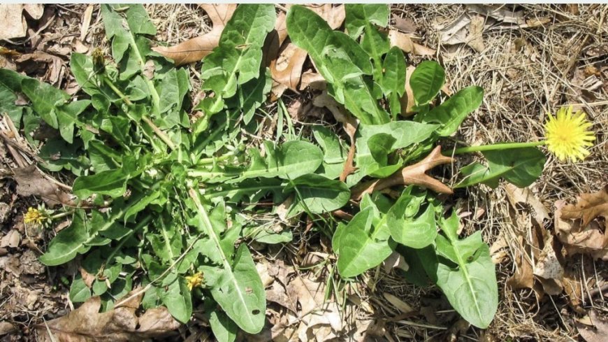 الهندباء تحت المجهر... مركَّبات طبيعية تكبح الالتهاب المزمن