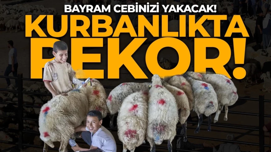 2026 kurbanlık fiyatları belli oldu!