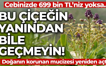 Doğanın korunan mucizesi Siirt’te yüzünü gösterdi! Koparmanın cezası 699 bin TL