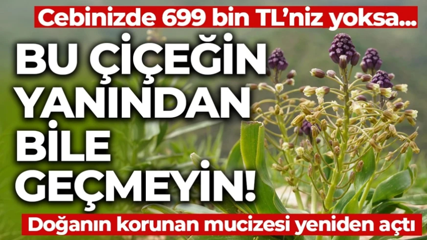 Doğanın korunan mucizesi Siirt’te yüzünü gösterdi! Koparmanın cezası 699 bin TL