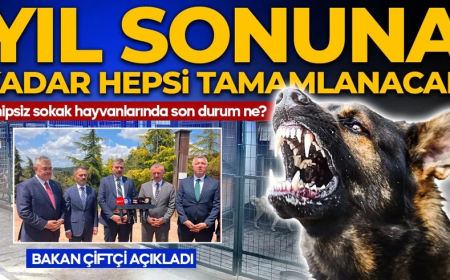 Bakan Çiftçi açıkladı: Sahipsiz sokak hayvanlarında son durum ne? "Yıl sonuna kadar tamamlanacak"